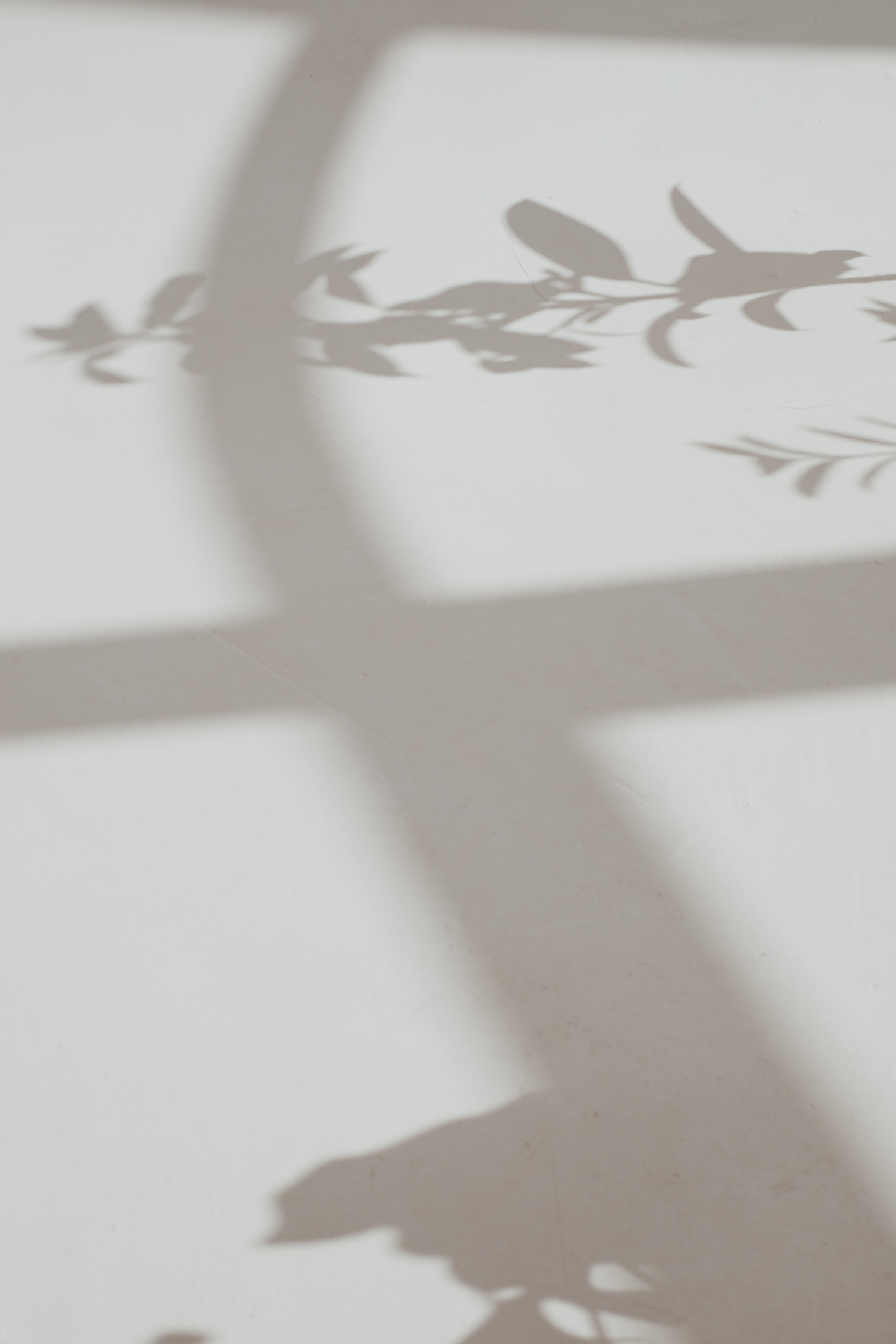 Shadow of Leaves on a Wall